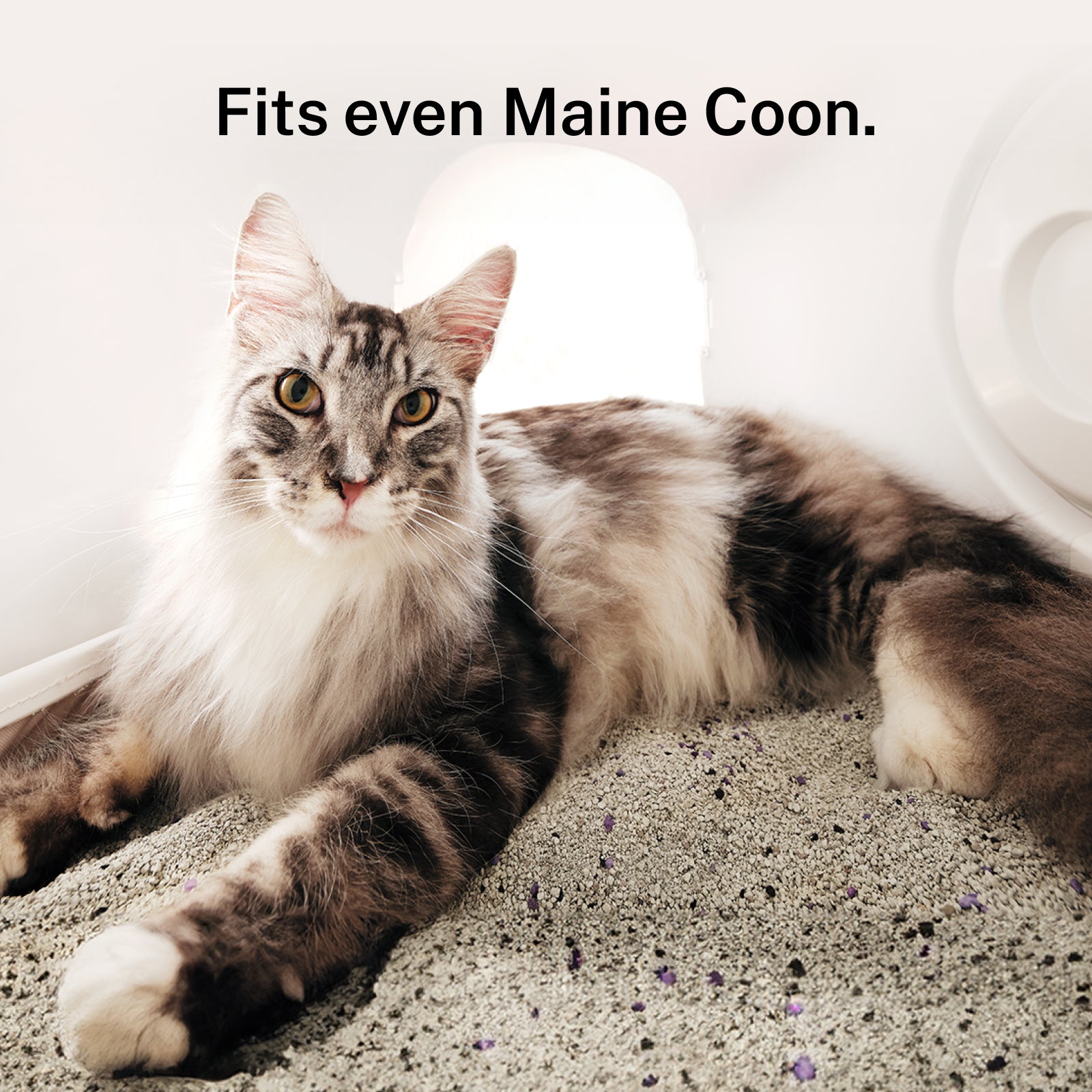 Cat lying on a surface with text 'Fits even Maine Coon.'