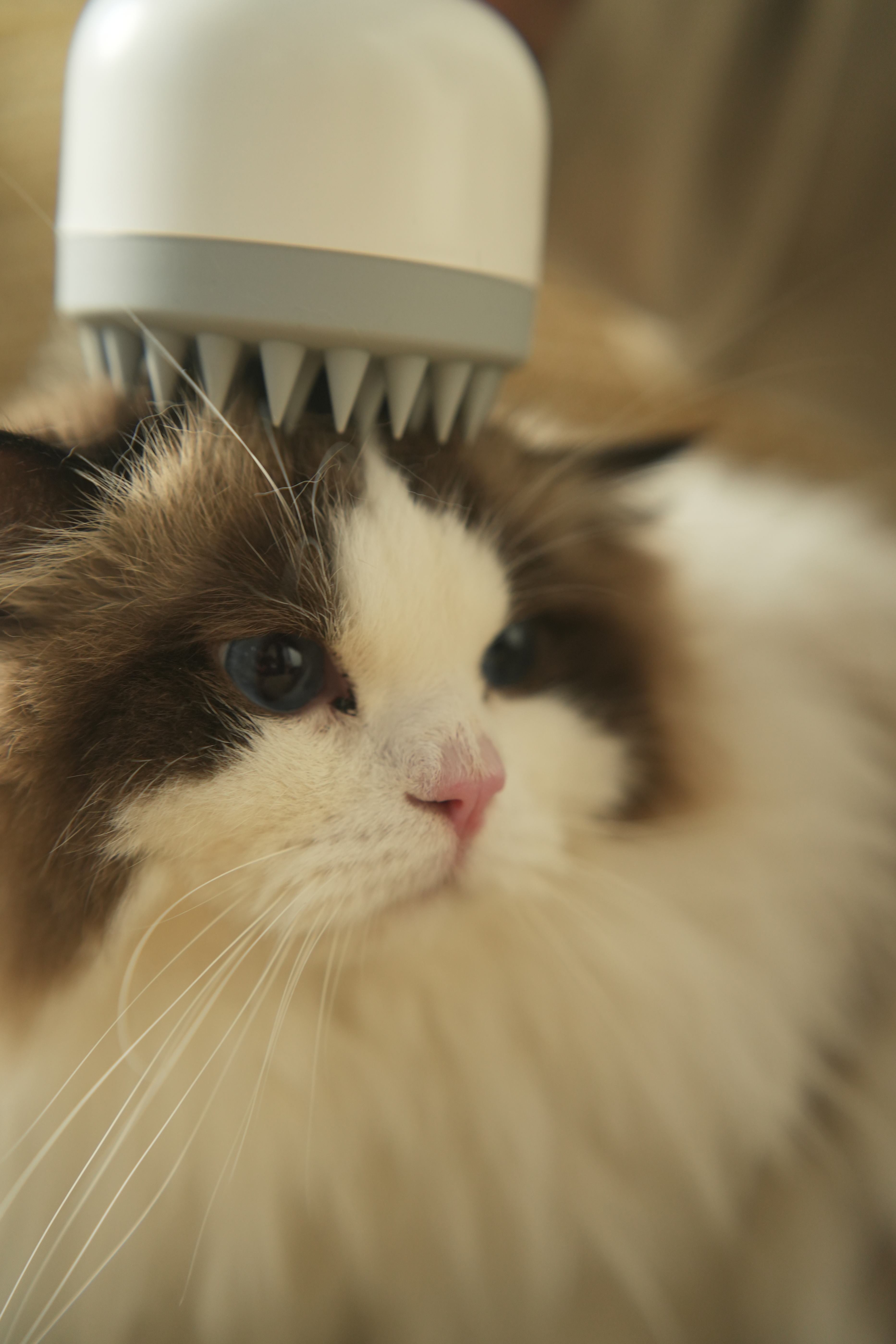 Why Grooming Your Dog at Home Is So Difficult — And How the Right Grooming Tools Help