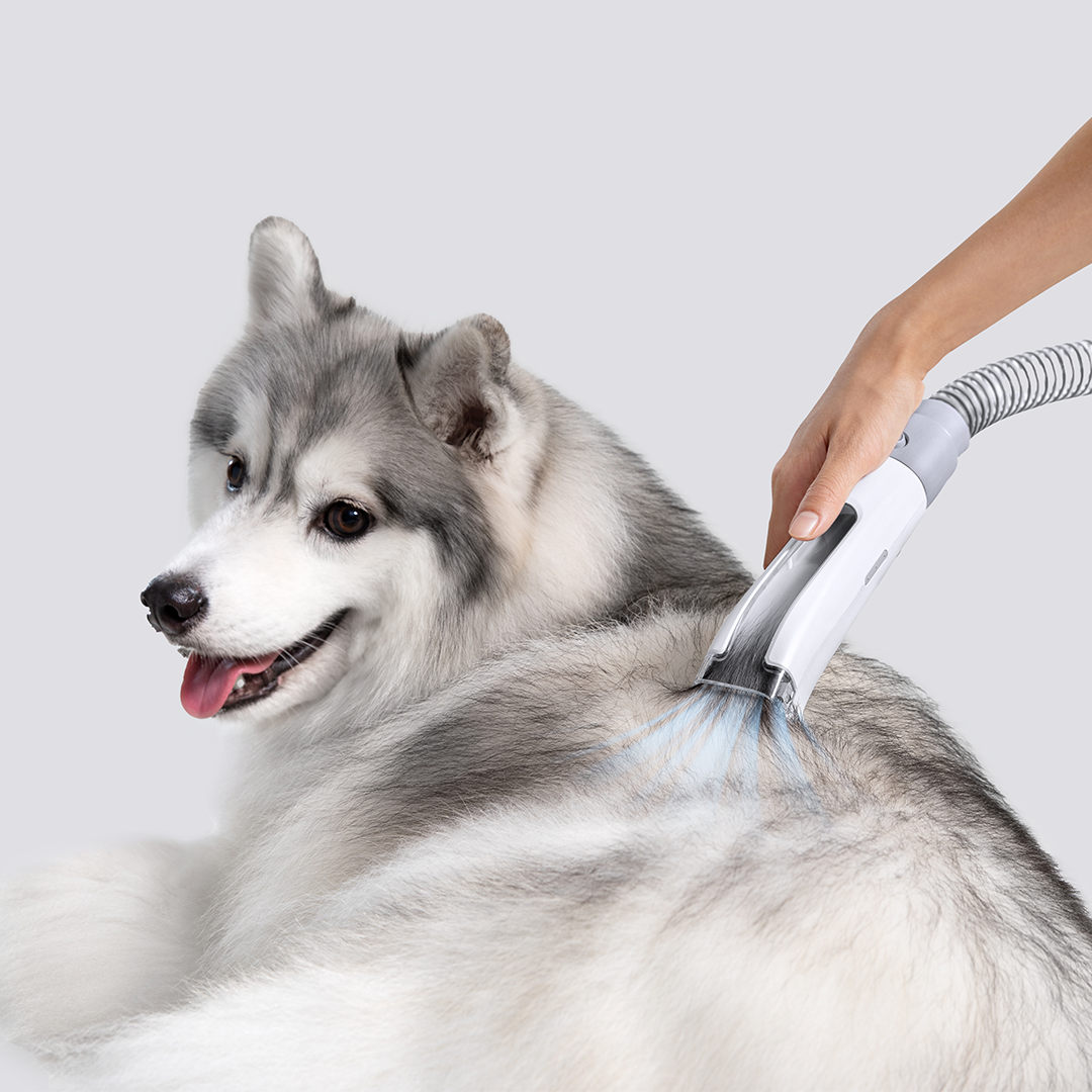 Tips for Successful Home Grooming