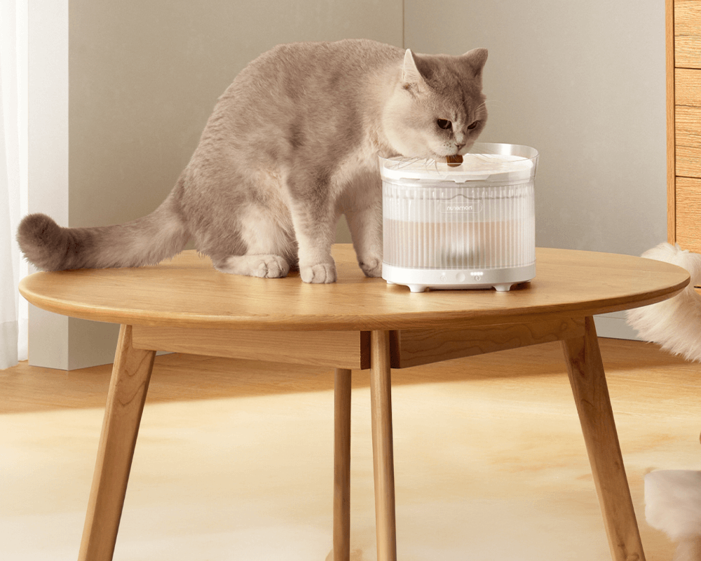 The Complete Guide to Choosing a Truly Wireless Pet Water Fountain BF10