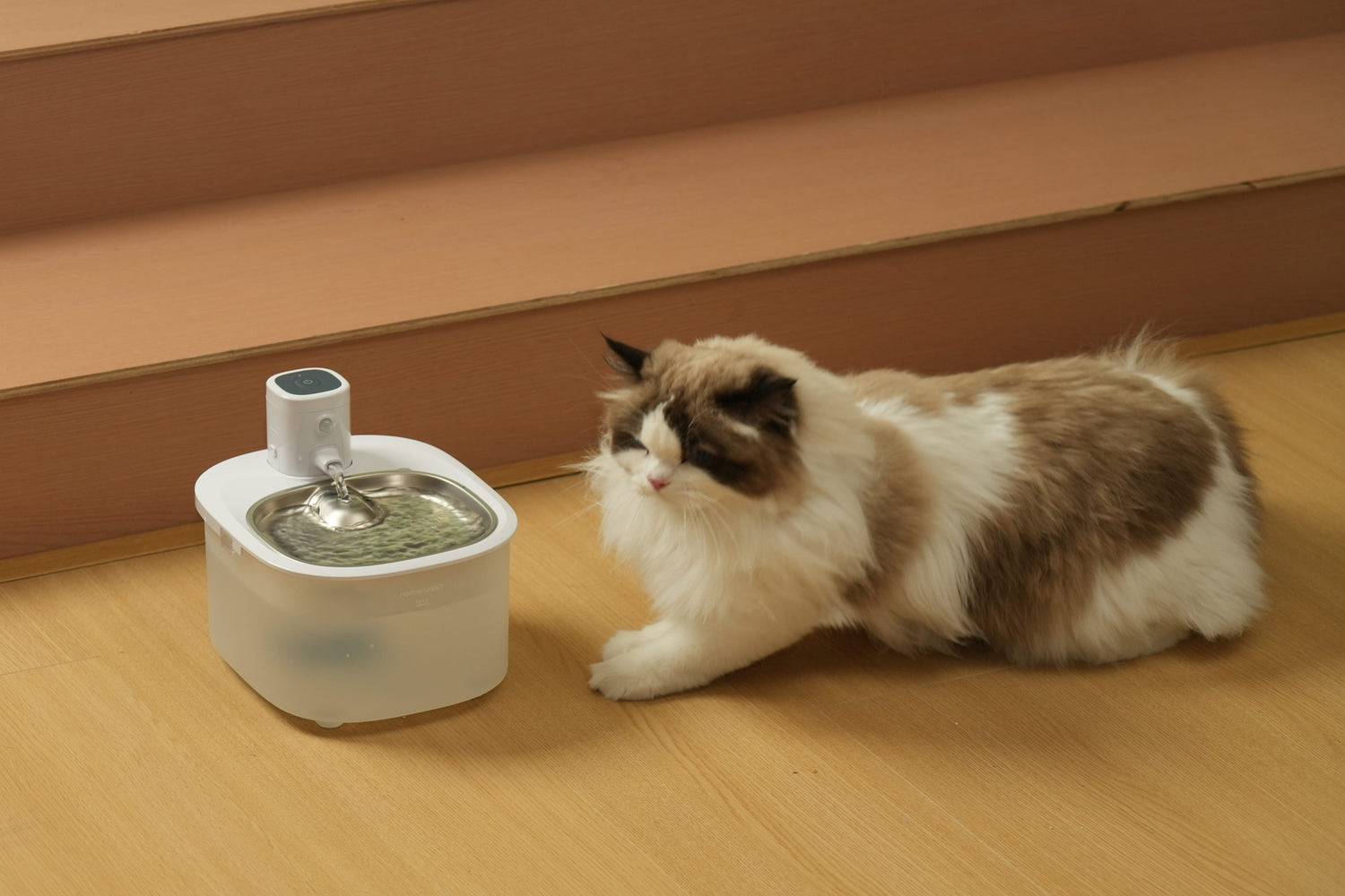 The Water Bowl Has Been Full All Day. Your Cat Still Won't Drink.