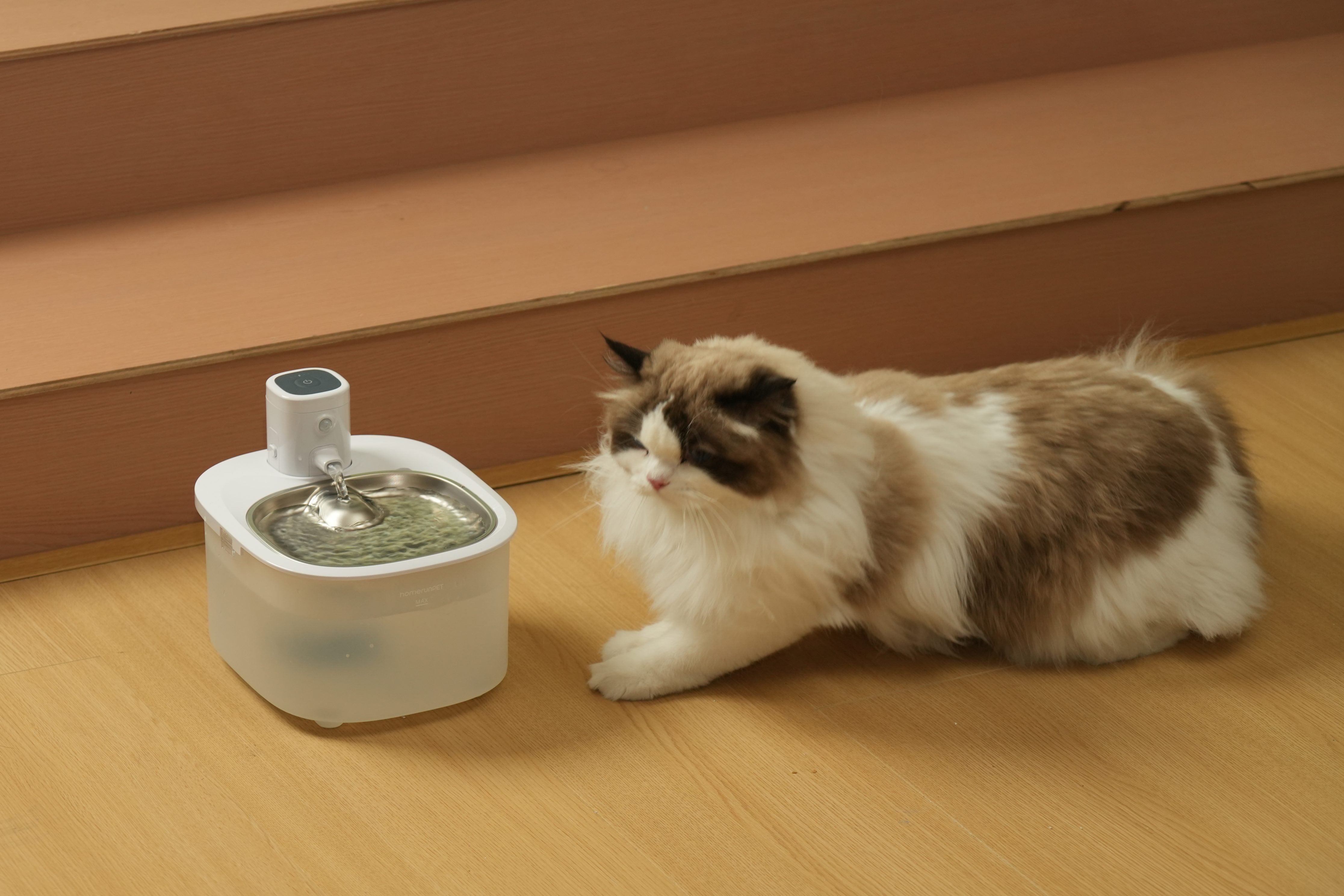 The Water Bowl Has Been Full All Day. Your Cat Still Won't Drink.