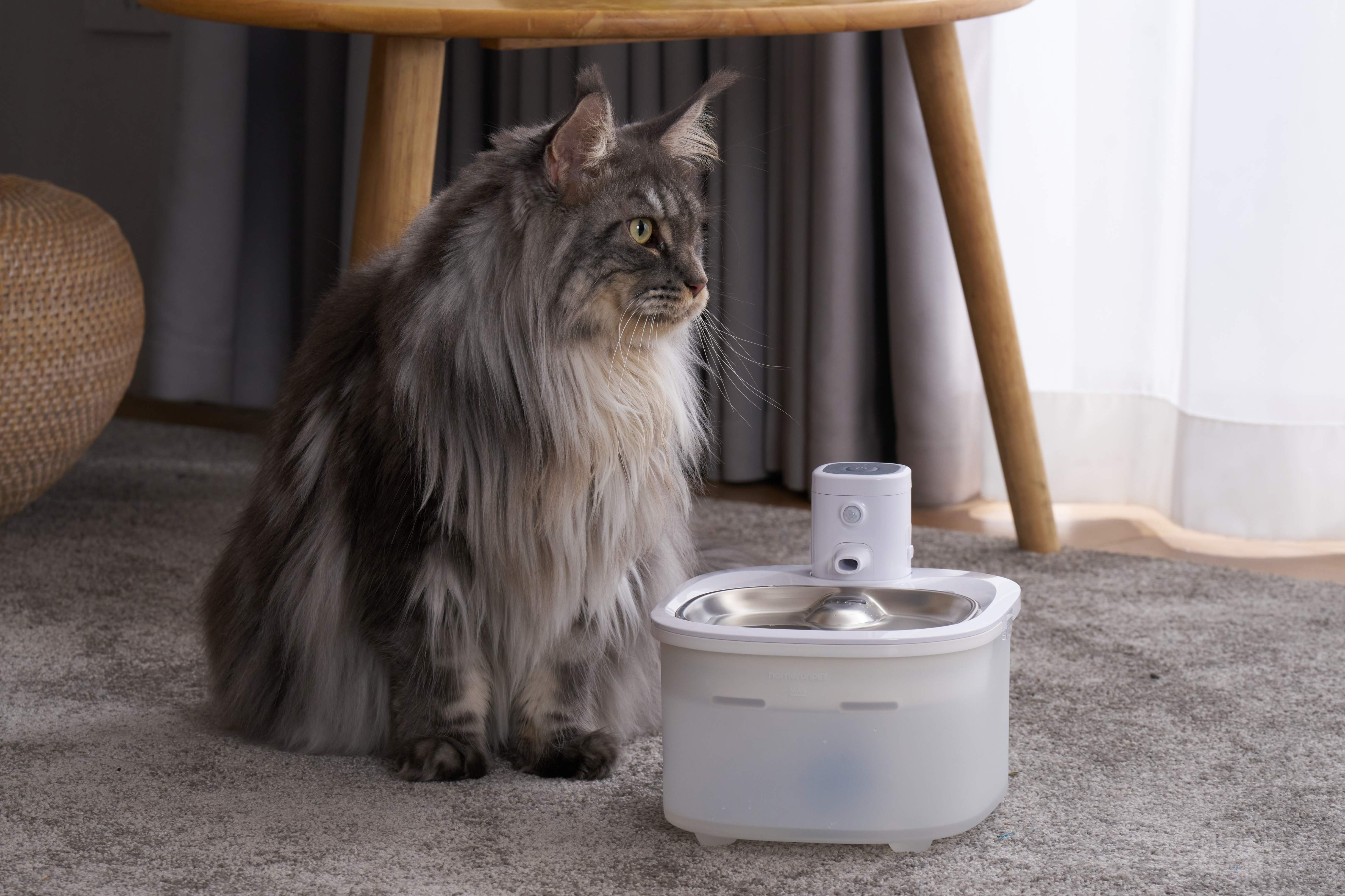 Why the BF25M Pet Water Fountain Works the Way It Does: Answering Common Questions from Pet Parents
