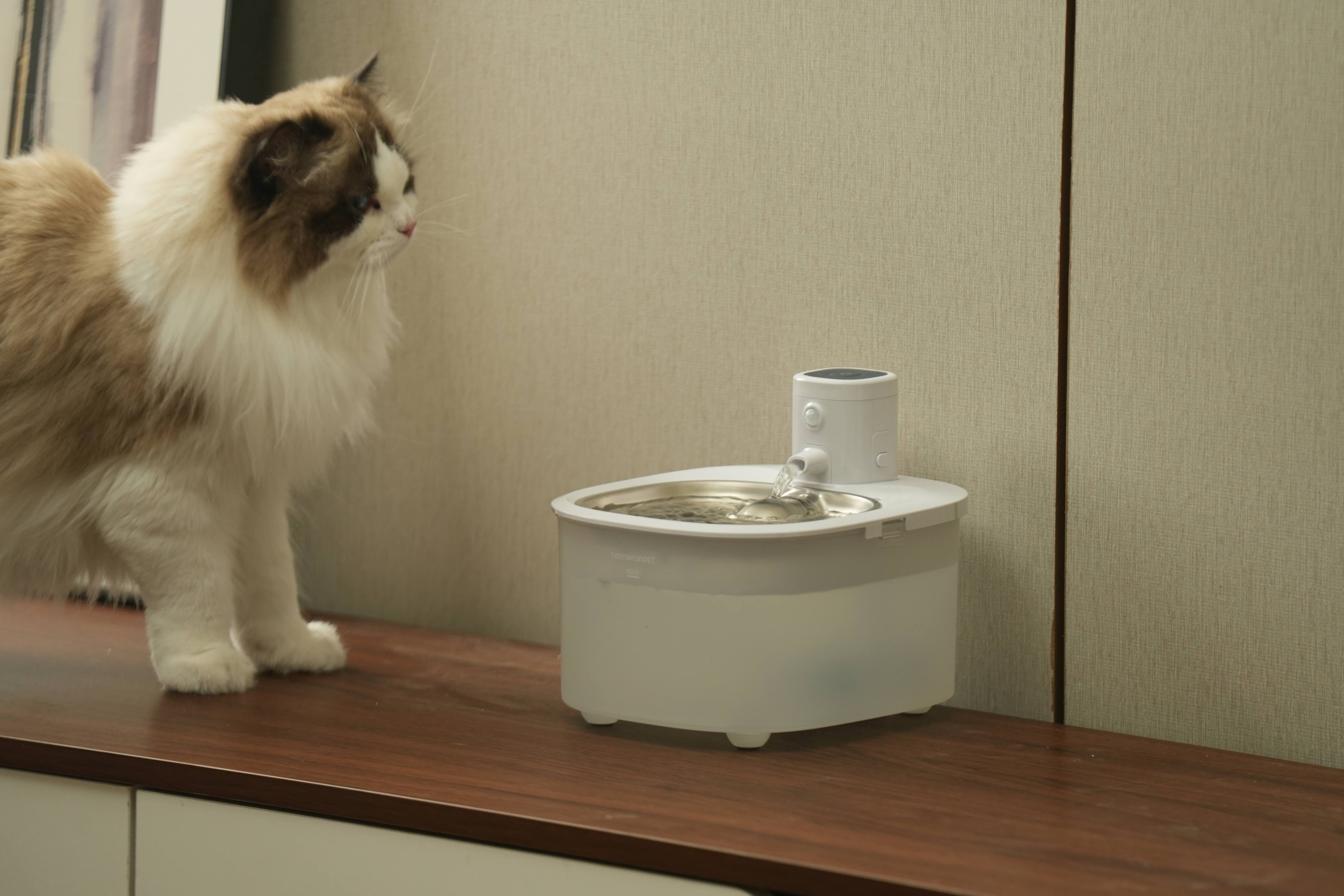 Is Your Cat Ready for Summer? 5 Things to Do Before the Heat Hits