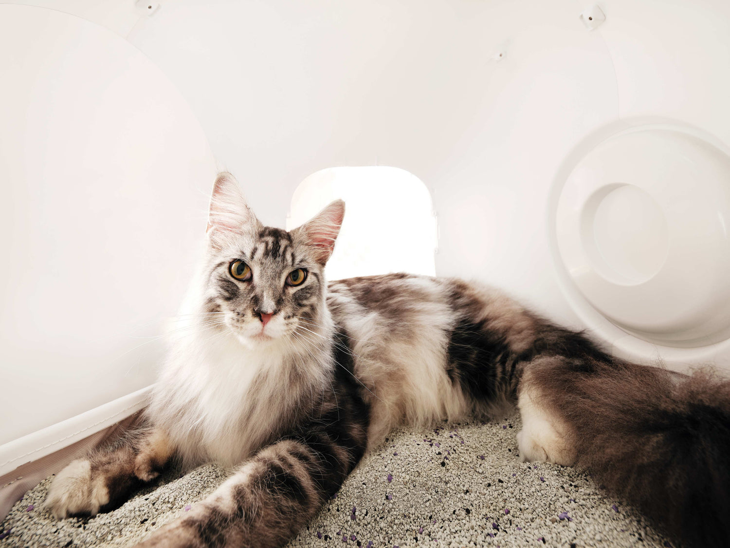 Why Do I Still Have to Refill Cat Litter So Often?