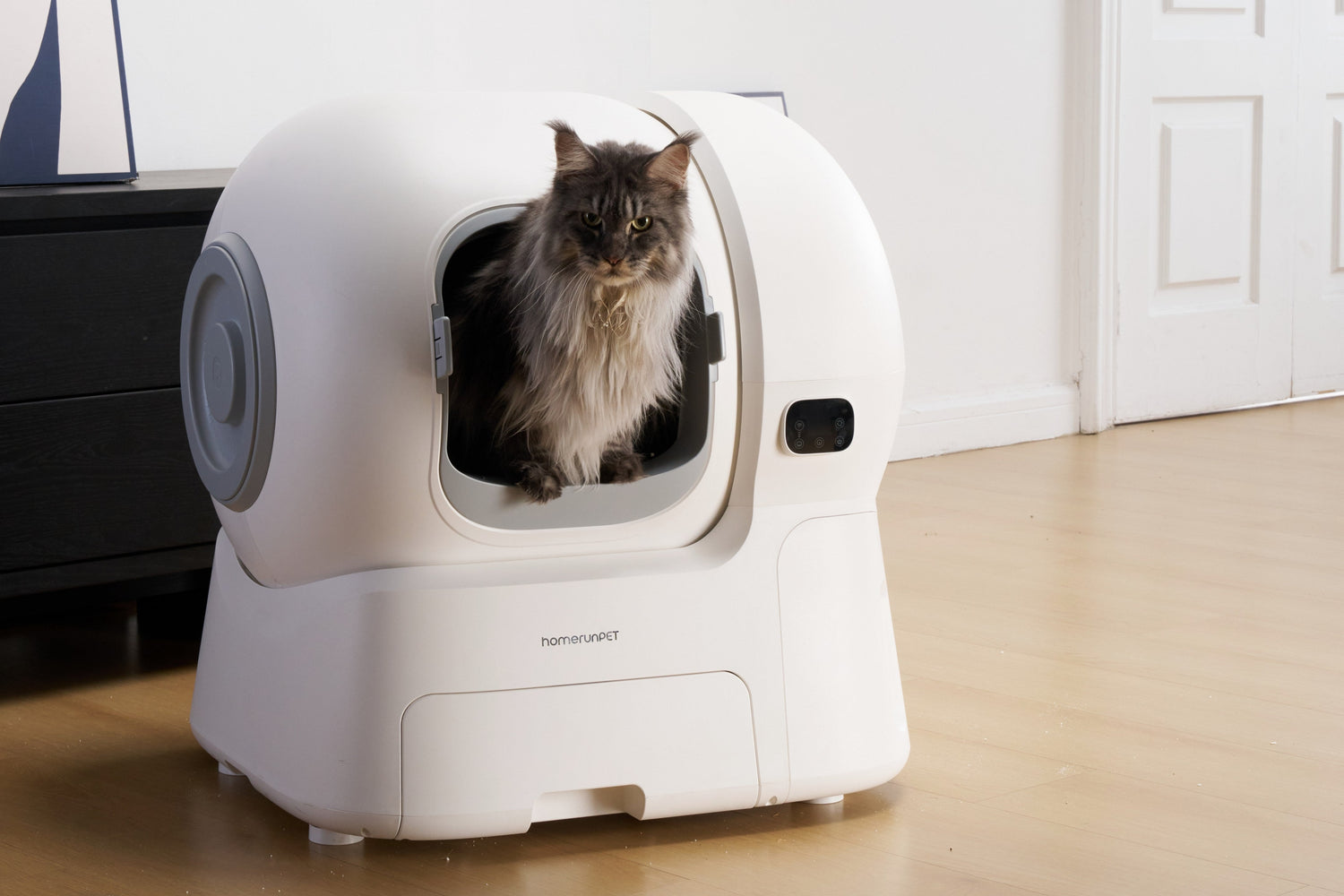 You Clean It Every Day — So Why Does the Litter Box Still Smell?