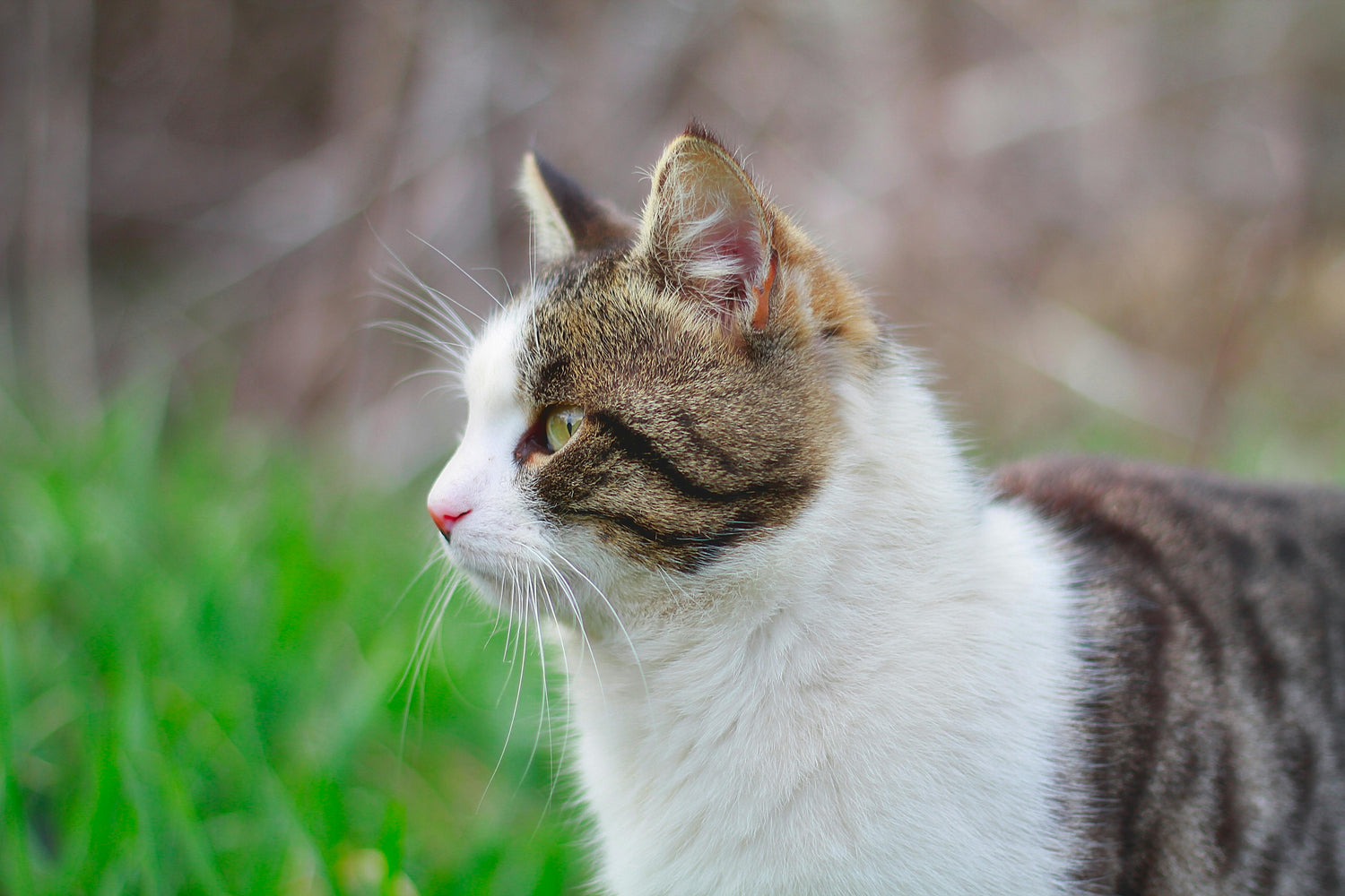 Why Does Warm Weather Make Cat Odor Stronger?