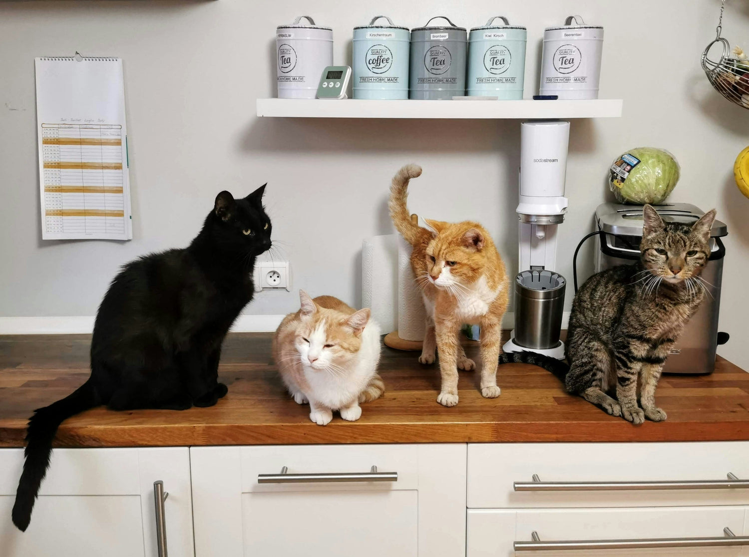 Springtime Indoor Play: Keeping Your Cat Active and Happy