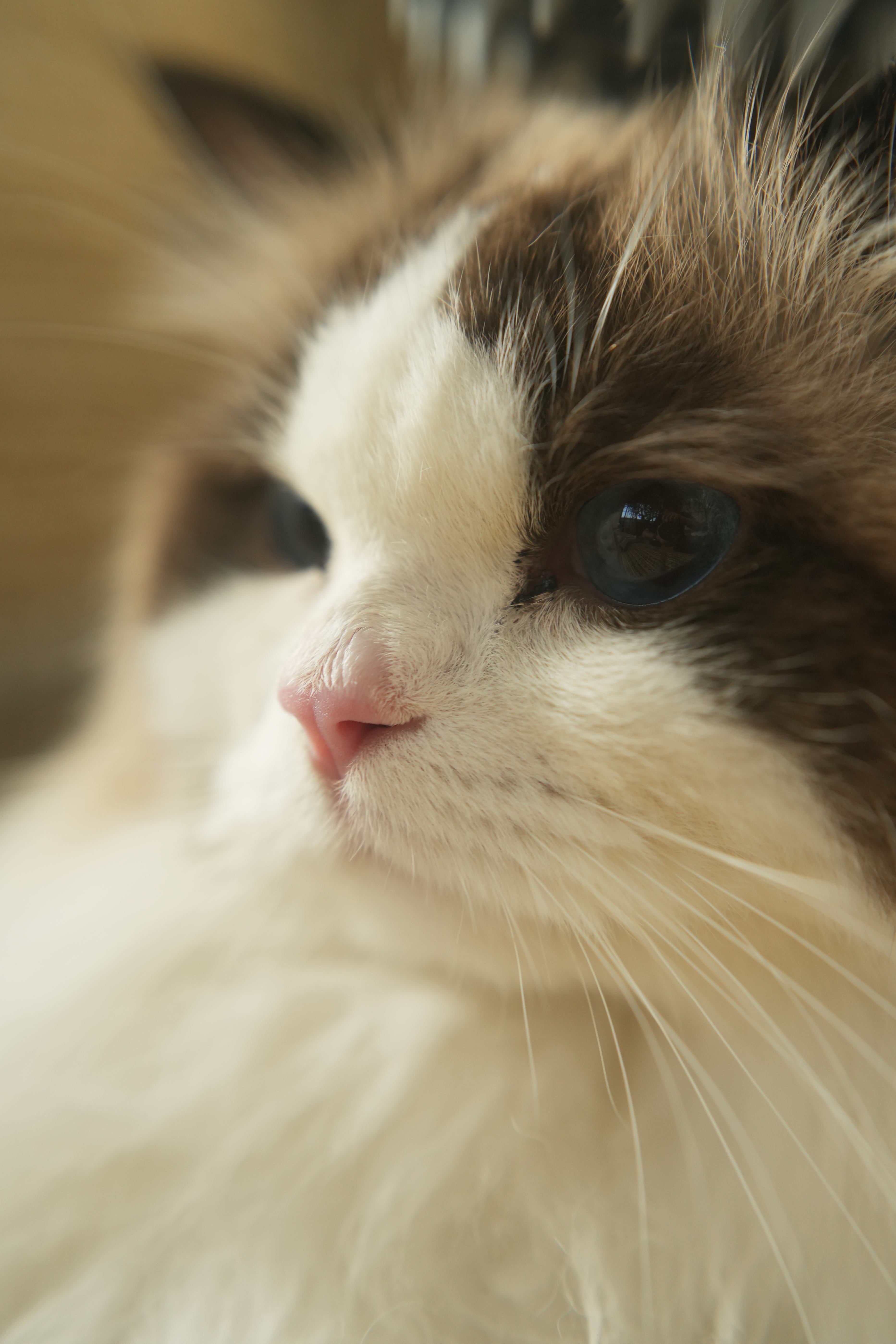 Spring Refresh: Creating a Fresh Home for You and Your Cat