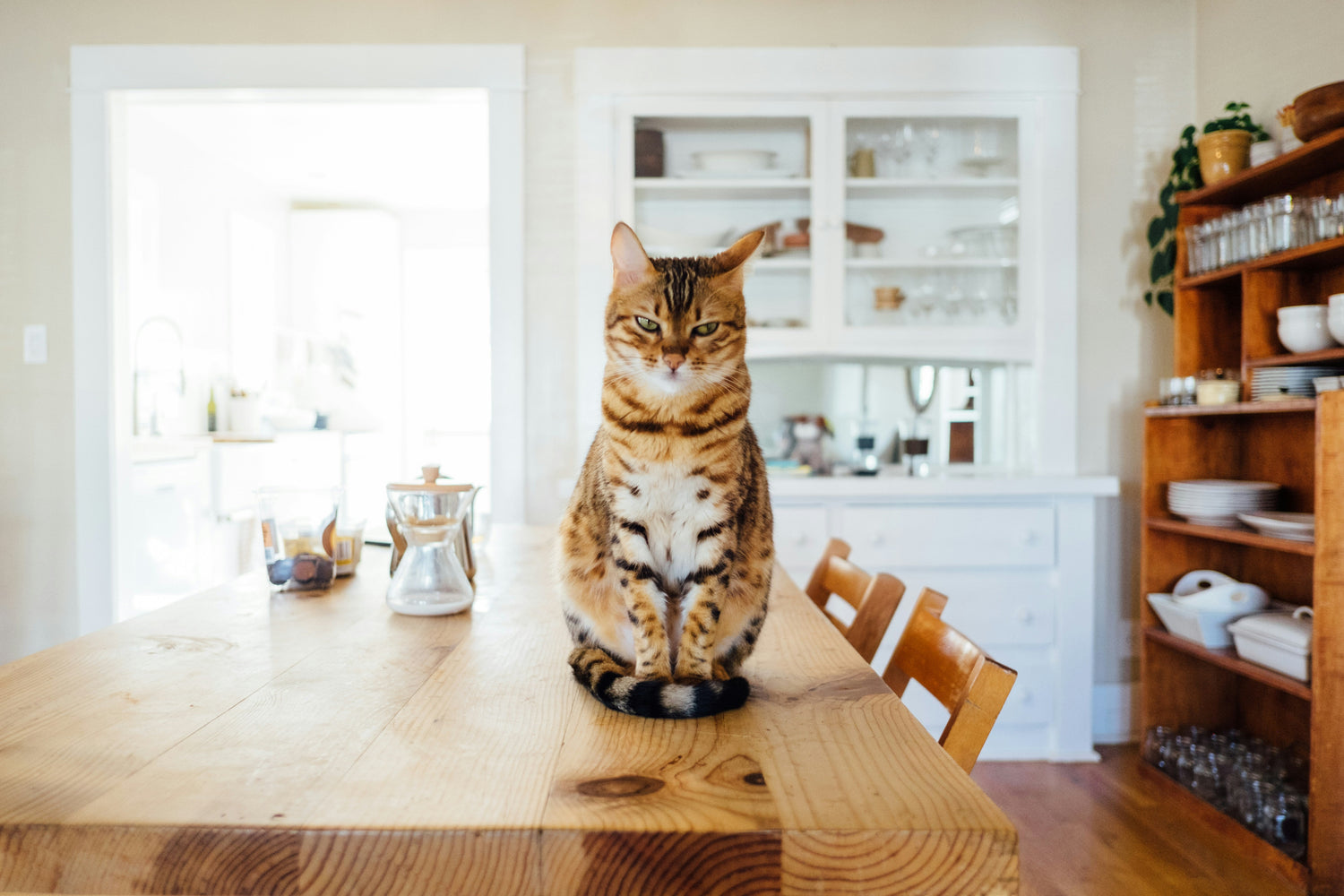 Preparing for Allergy Season: Tips for Cat Owners