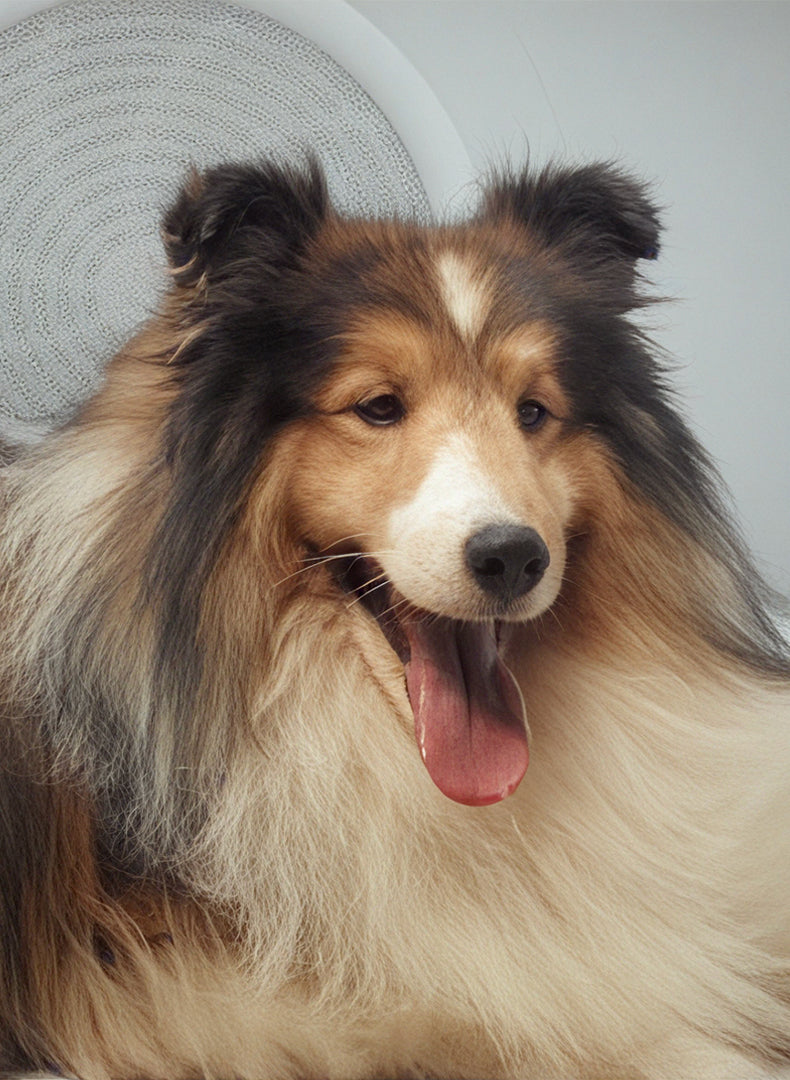 <p>The Golden Standard of Pet Care</p>